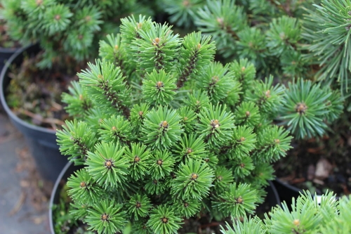 Pinus mugo Minikin