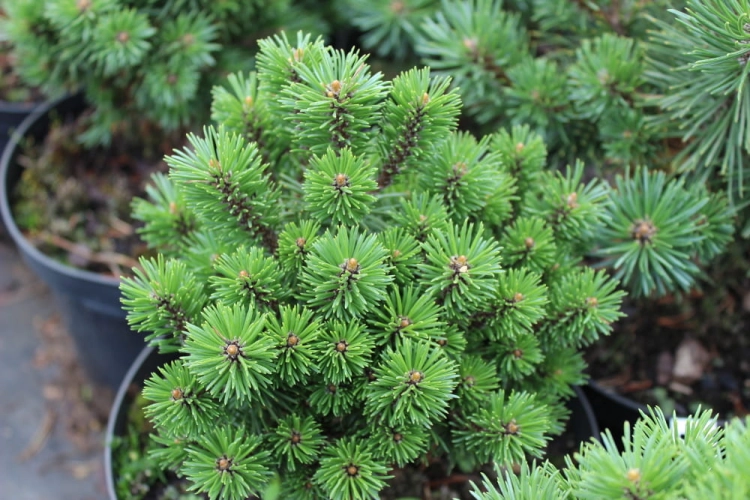 Pinus mugo Minikin
