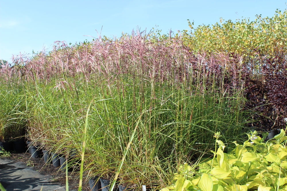 Miscanthus sinensis Fern Ostern