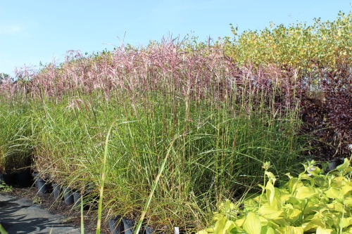 Miscanthus sinensis Fern Ostern