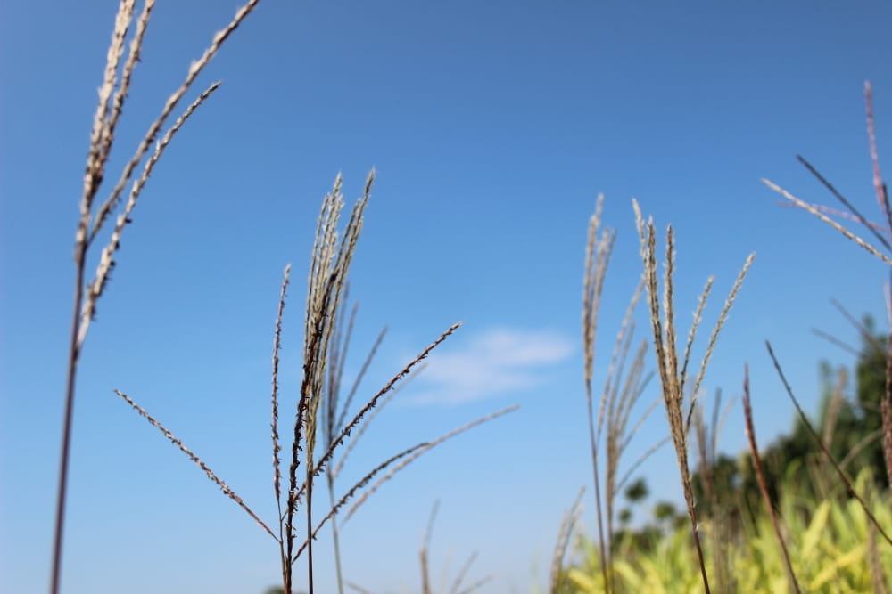 Calamagrostis x acutiflora Karl Foerster