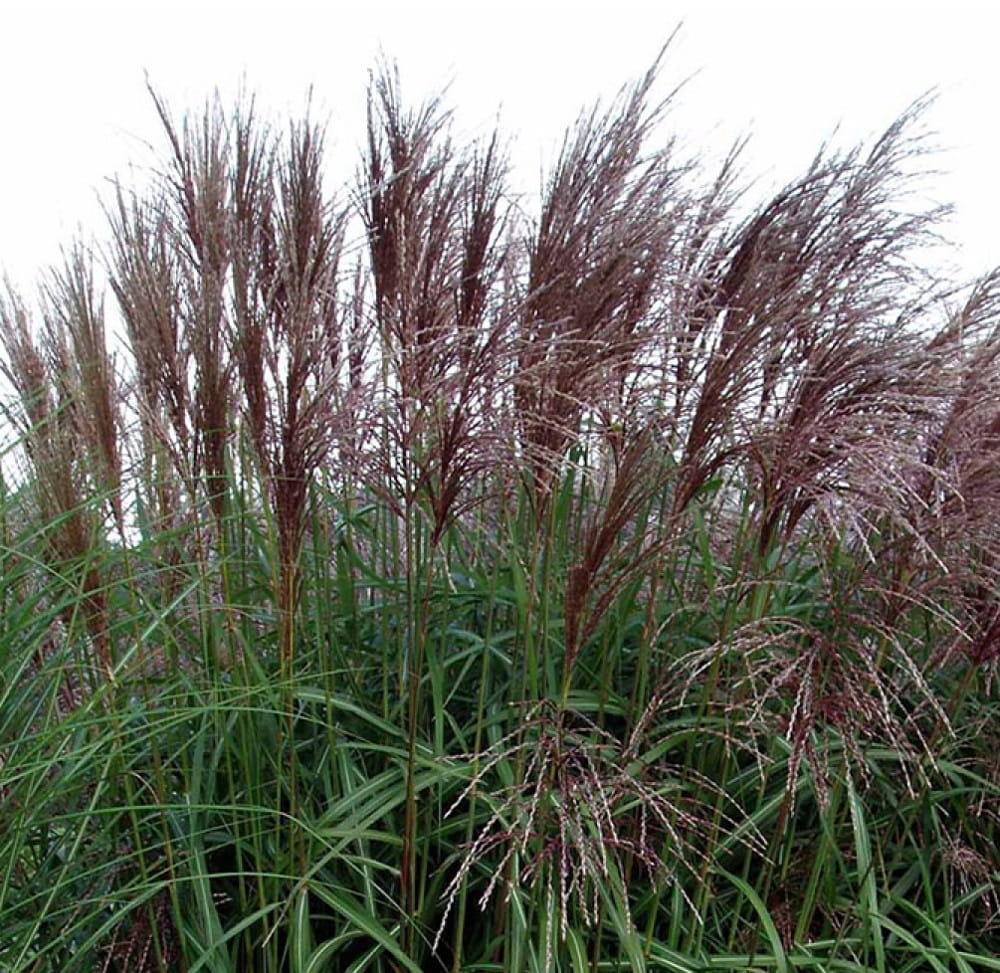 Miscanthus sinensis Malepartus