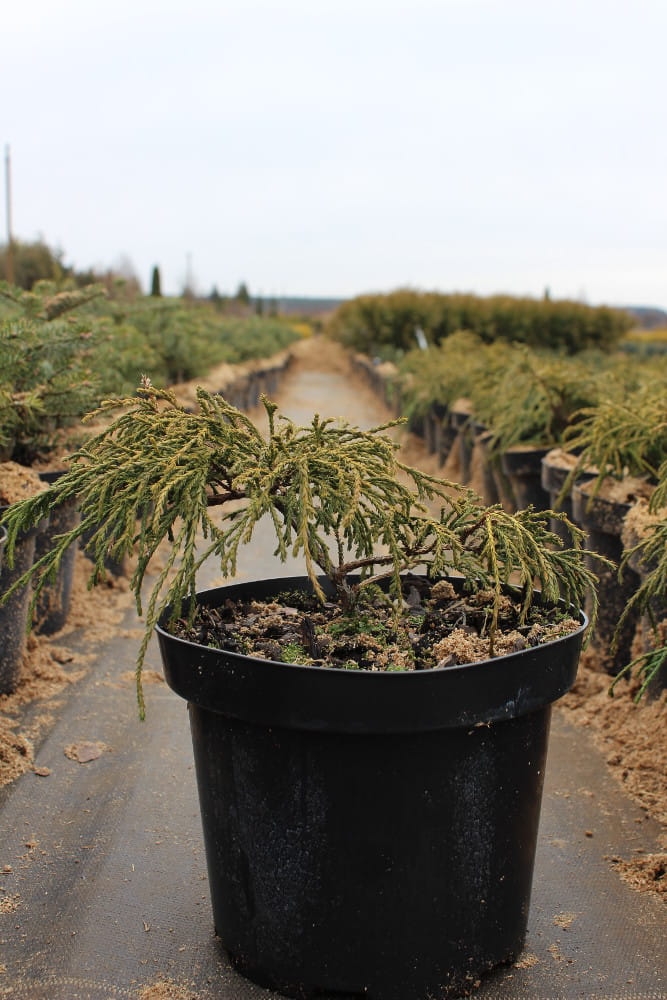 Chamaecyparis pisifera Filifera Nana