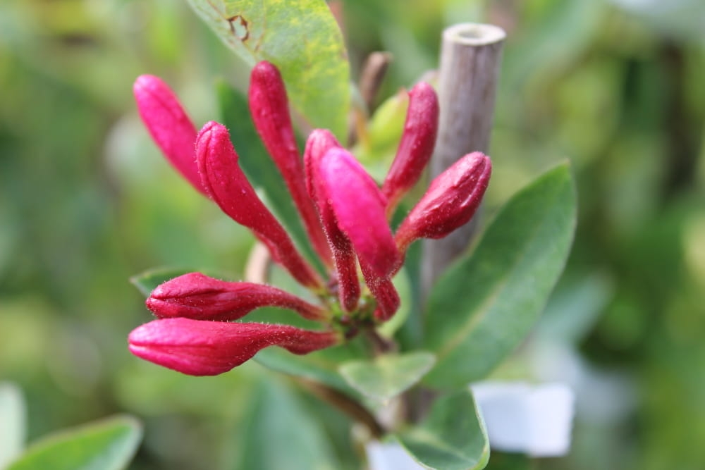 Lonicera peryclimenum "Serotina"