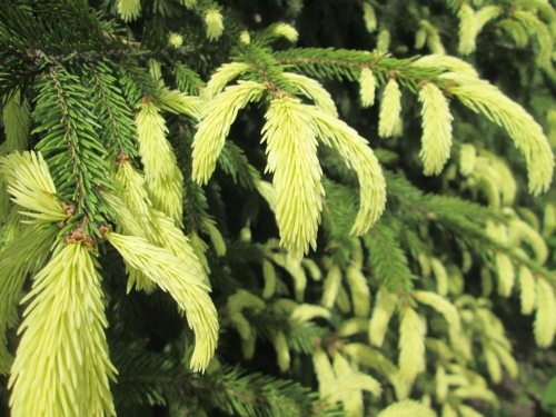 Picea orientalis Aureospicata