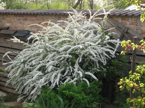 Spiraea x arguta