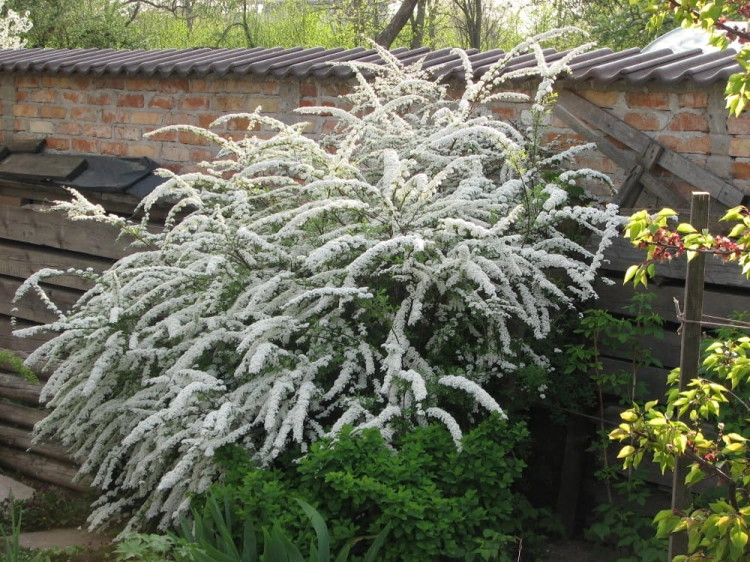 Spiraea x arguta