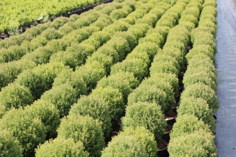 Thuja occidentalis Teddy 