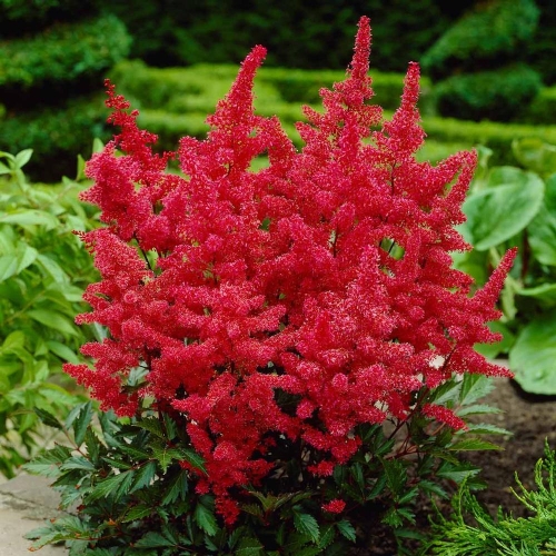 Astilbe x arendsii Fanal