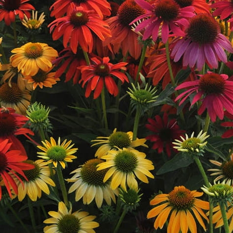 Echinacea Cheyenne Spirit