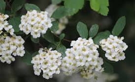 Spiraea vanhouttei