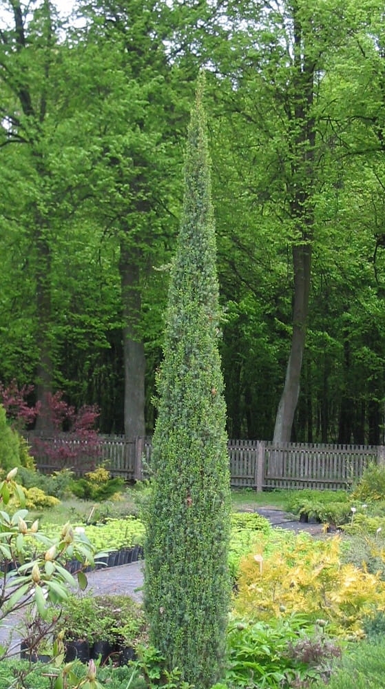 Juniperus communis Arnold
