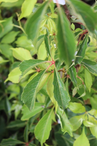 Parthenocissus quinquefolia