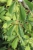 Parthenocissus quinquefolia