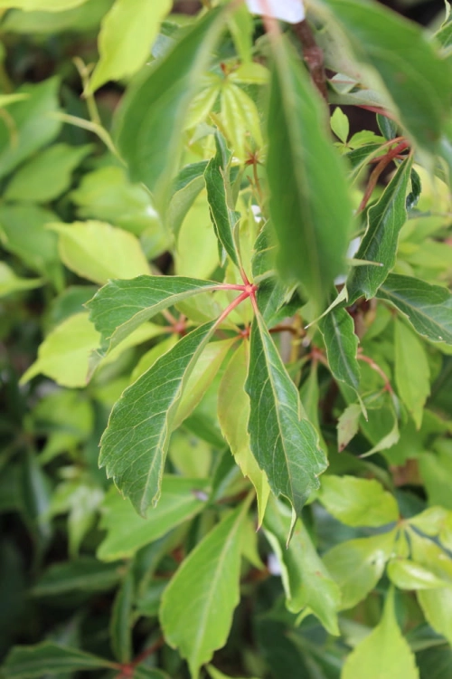 Parthenocissus quinquefolia