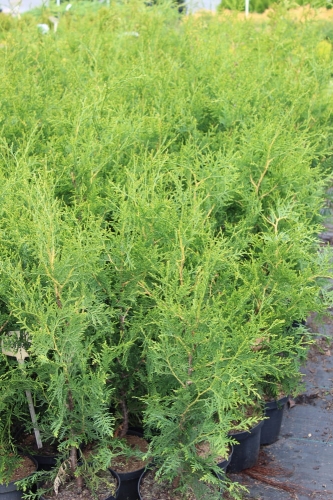 Thuja occidentalis Brabant
