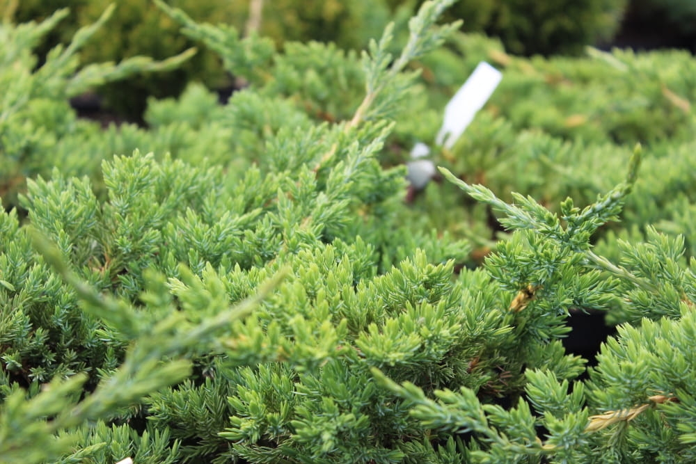 Juniperus squamata Hunnetorp