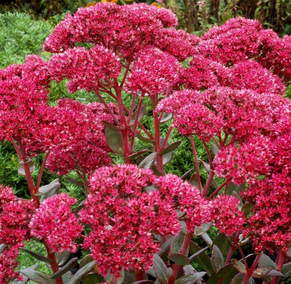 Sedum Thunderhead