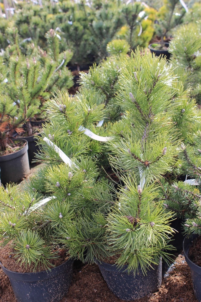 Pinus mugo Corlye's Mat