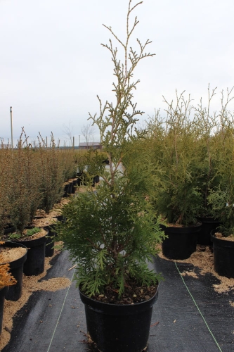 Thuja occidentalis  Columna