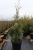 Thuja occidentalis  Columna