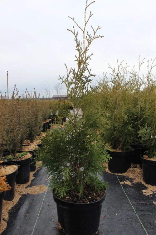 Thuja occidentalis  Columna