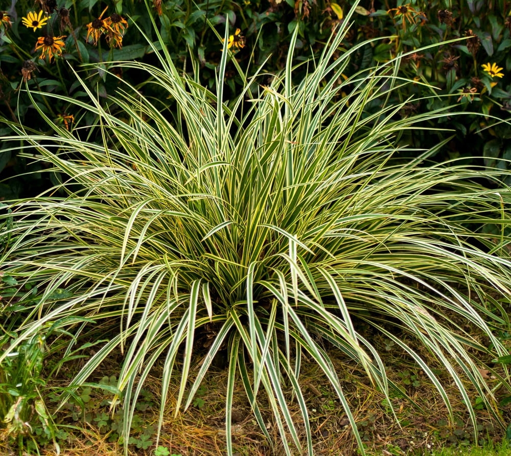Carex morrowii Goldband