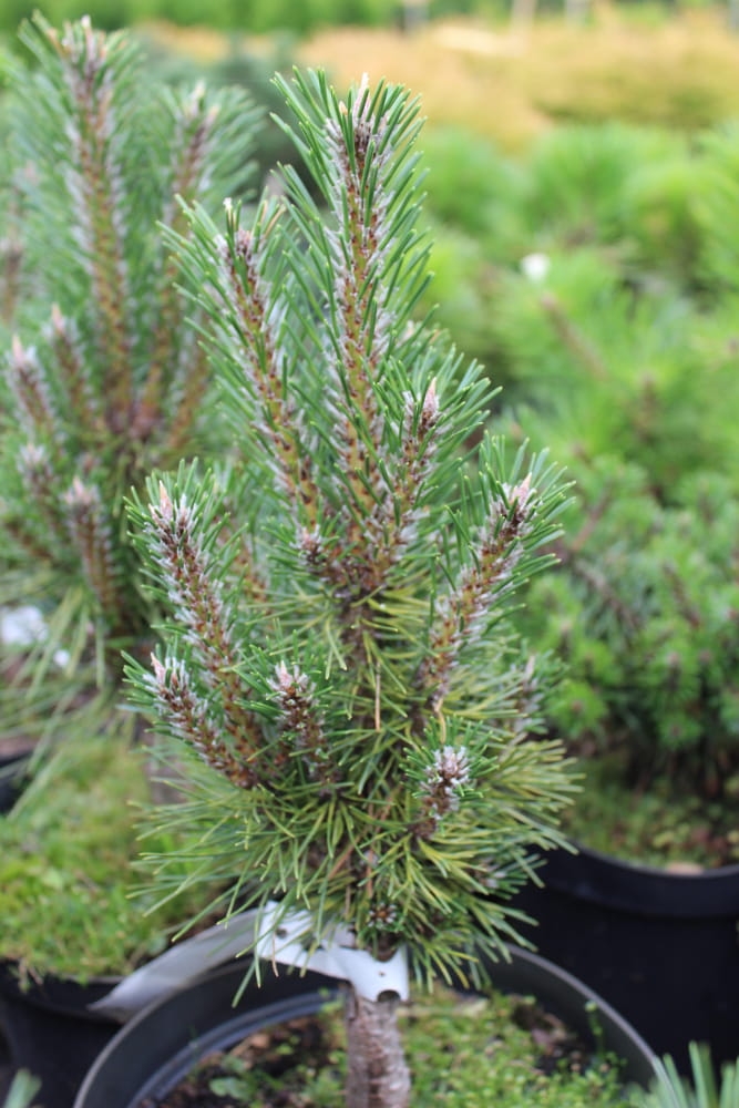 Pinus nigra Komet