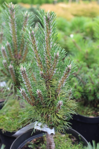 Pinus nigra Komet