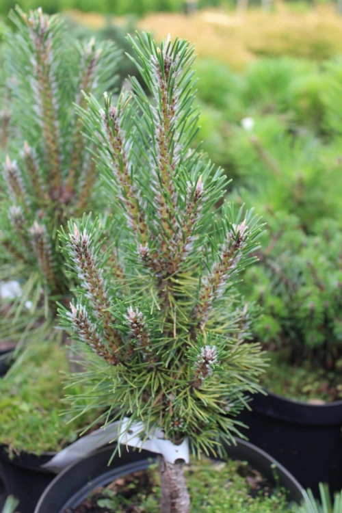 Pinus nigra Komet