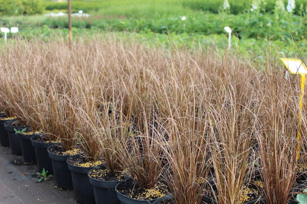 Carex buchananii Red Rooster