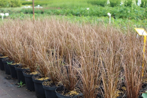 Carex buchananii Red Rooster
