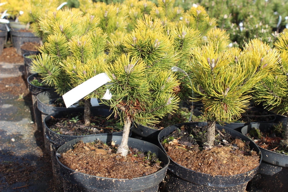 Pinus mugo Ophir
