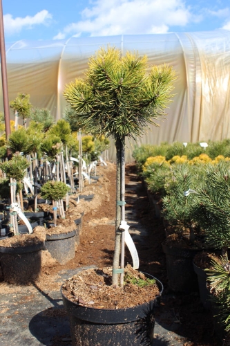Pinus mugo Pa Ophir