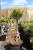 Pinus mugo Pa Ophir