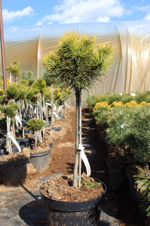 Pinus mugo Pa Ophir