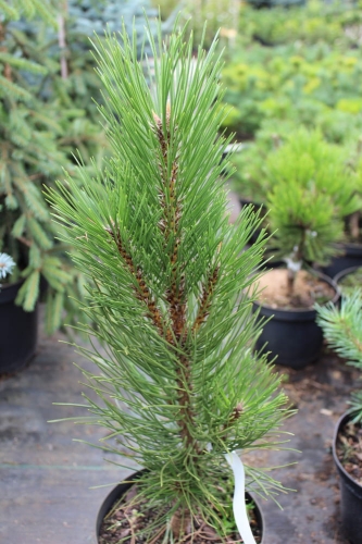 Pinus nigra Molette