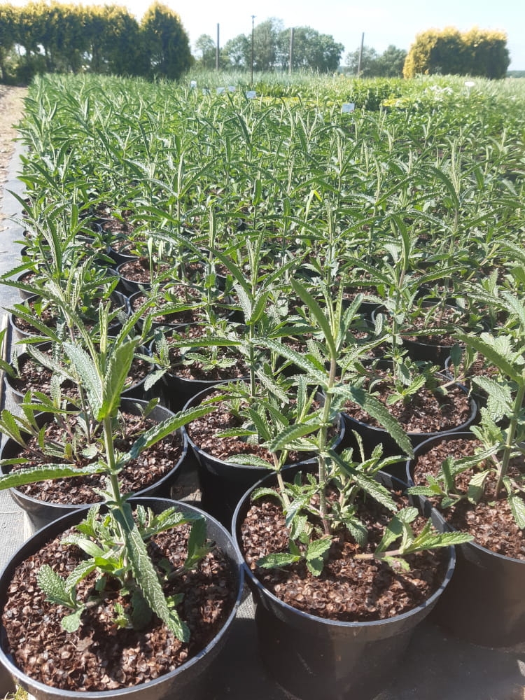 Werbena patagońska.jpg