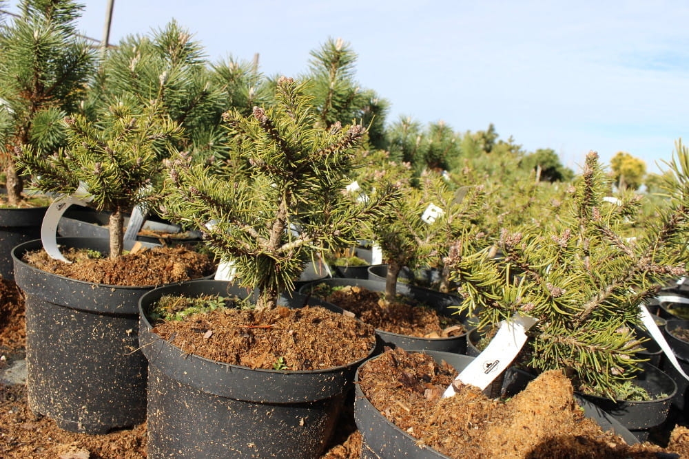 Pinus mugo Kissen