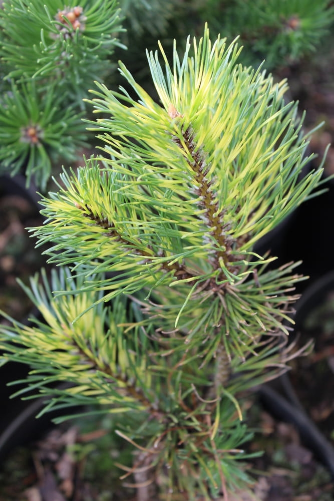 Pinus mugo Kokarde