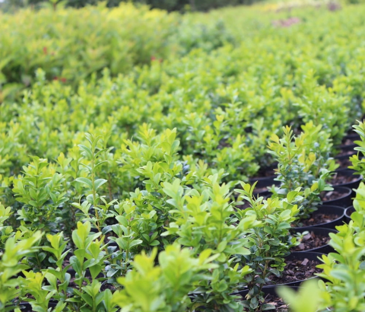 Buxus sempervirens