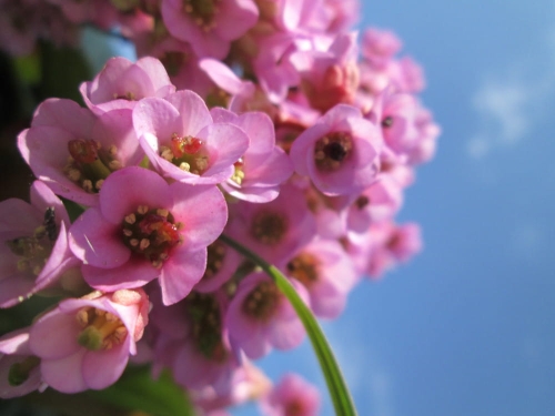 Bergenia cordifolia