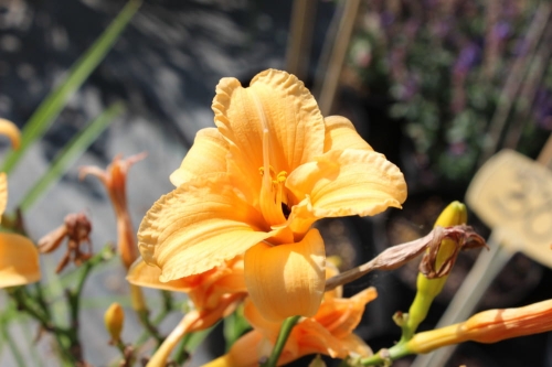 Hemerocallis Beyond New Millenium