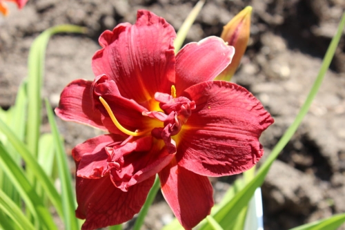 Hemerocallis Double Firecracker
