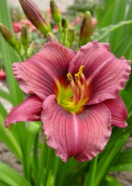 Hemerocallis Little Grapette
