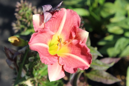 Hemerocallis Matrousjka