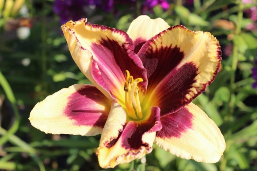 Hemerocallis Tiger Blood