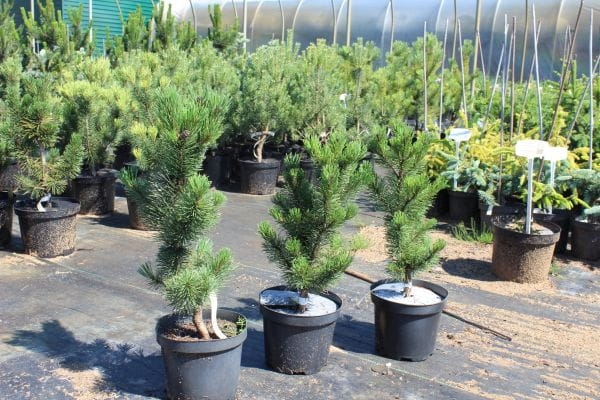 Pinus mugo 'Pal Maleter'