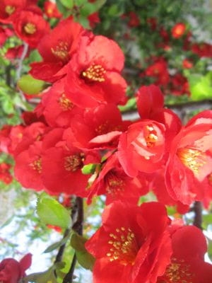 Chaenomeles superba 'Fire Dance'