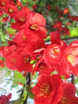 Chaenomeles superba 'Fire Dance'
